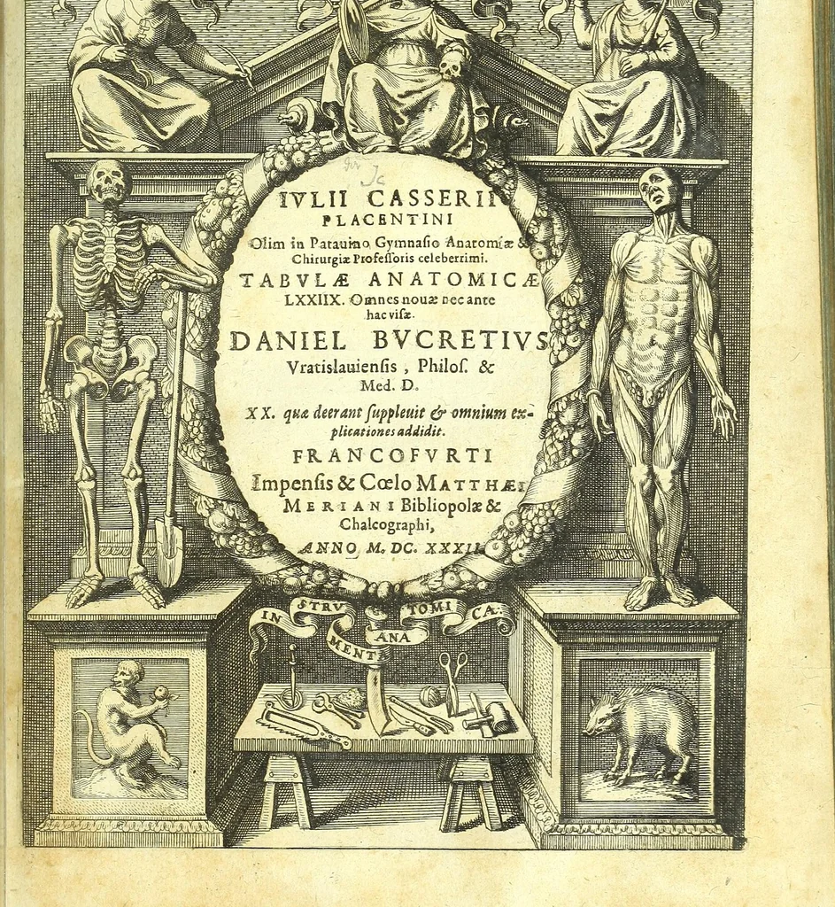 An illustration from De humani corporis fabrica libri decem :, 1632, leaf 435
