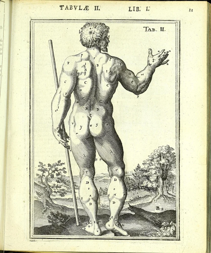 An illustration from De humani corporis fabrica libri decem :, 1632, leaf 445