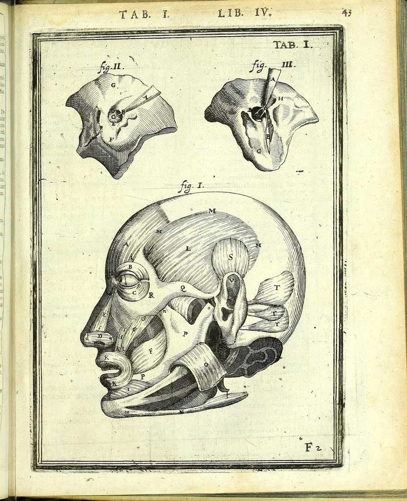 An illustration from De humani corporis fabrica libri decem :, 1632, leaf 477