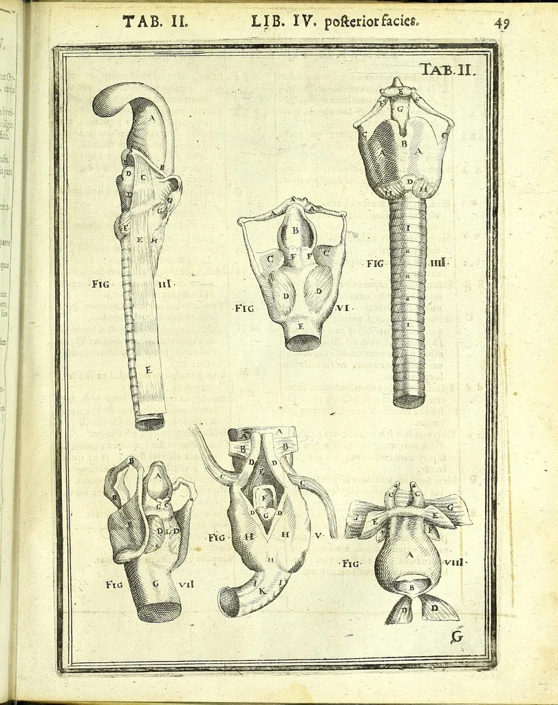 An illustration from De humani corporis fabrica libri decem :, 1632, leaf 483
