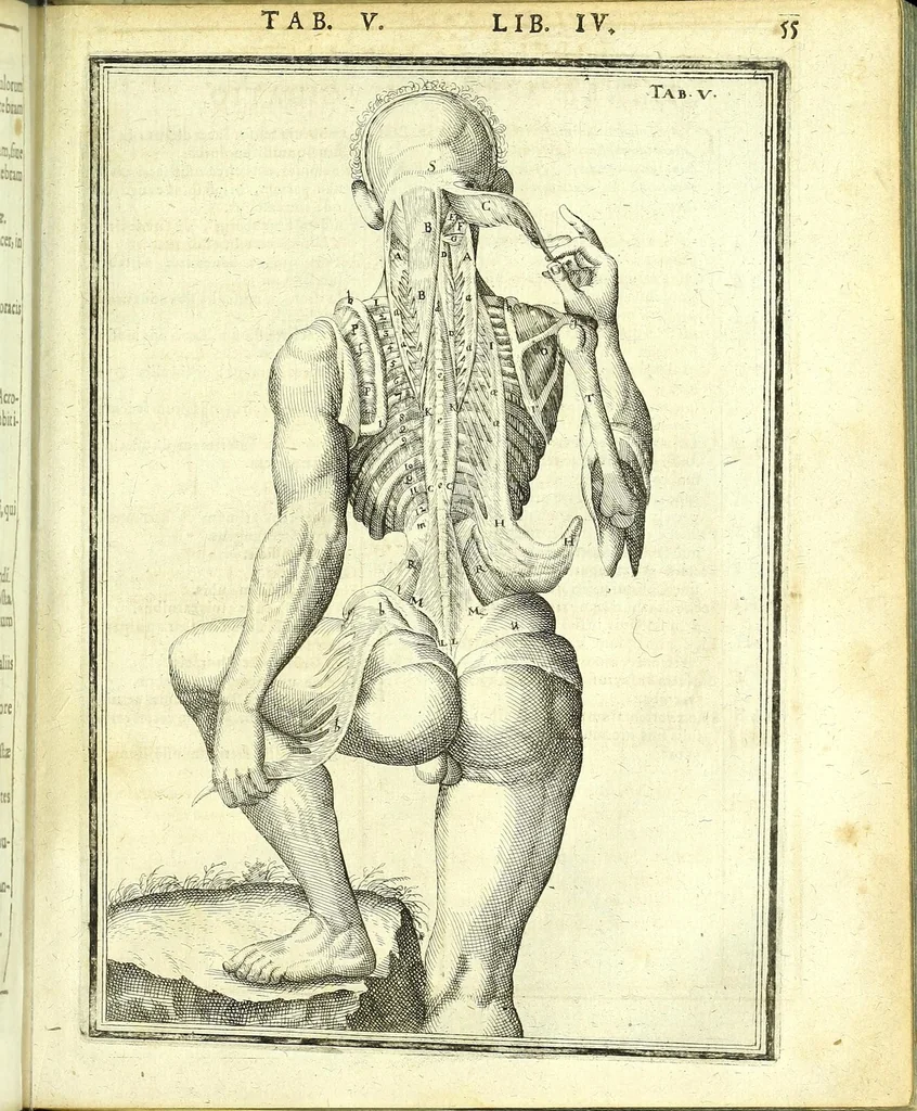An illustration from De humani corporis fabrica libri decem :, 1632, leaf 489