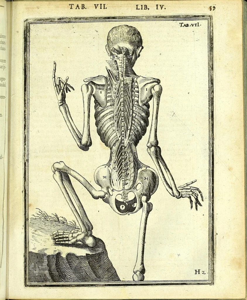 An illustration from De humani corporis fabrica libri decem :, 1632, leaf 493