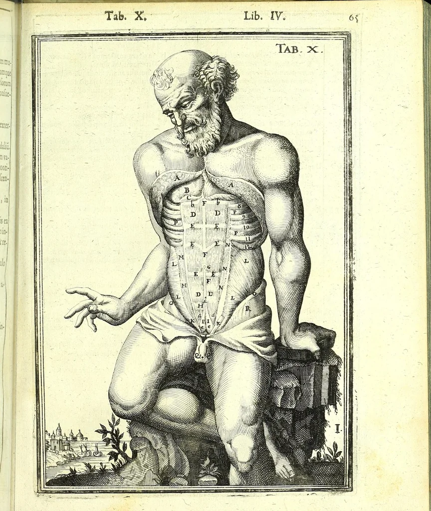 An illustration from De humani corporis fabrica libri decem :, 1632, leaf 499
