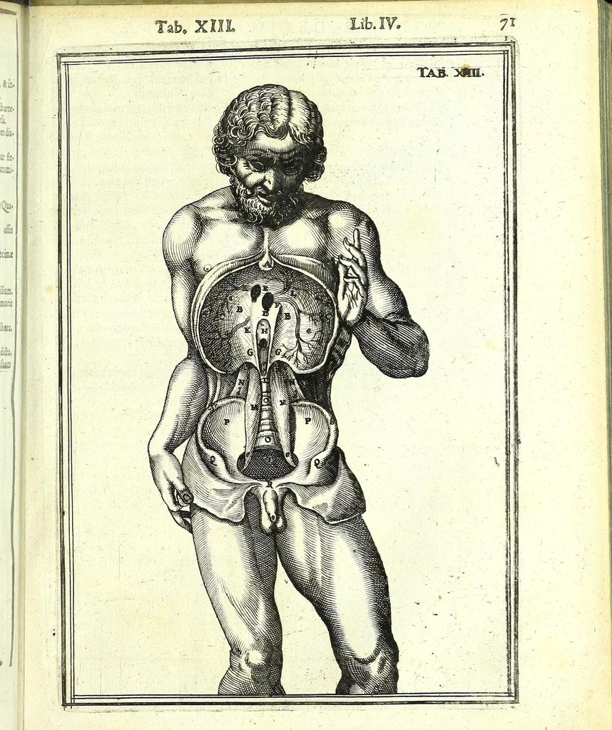 An illustration from De humani corporis fabrica libri decem :, 1632, leaf 505