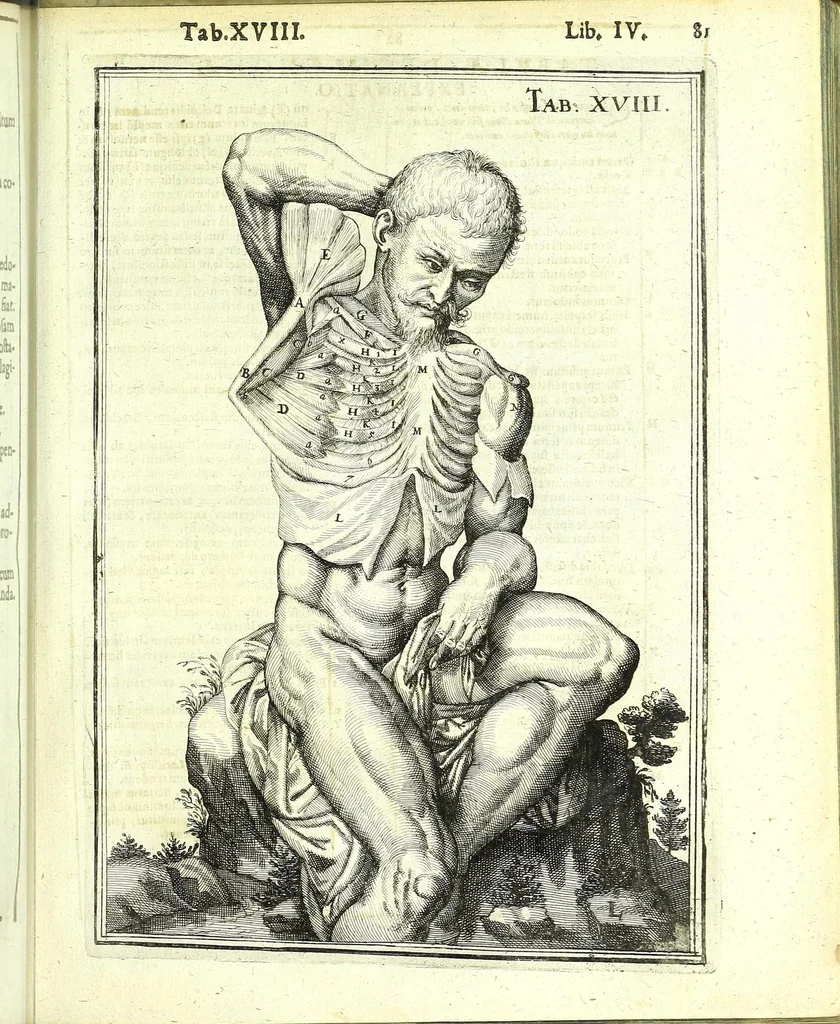 An illustration from De humani corporis fabrica libri decem :, 1632, leaf 515