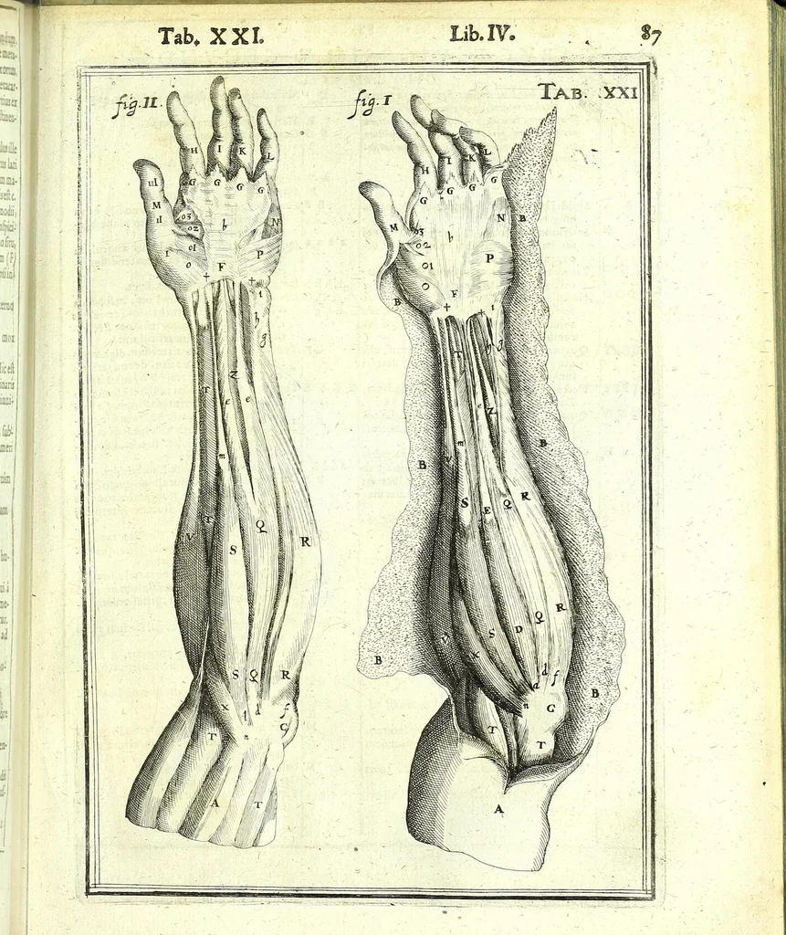 An illustration from De humani corporis fabrica libri decem :, 1632, leaf 521