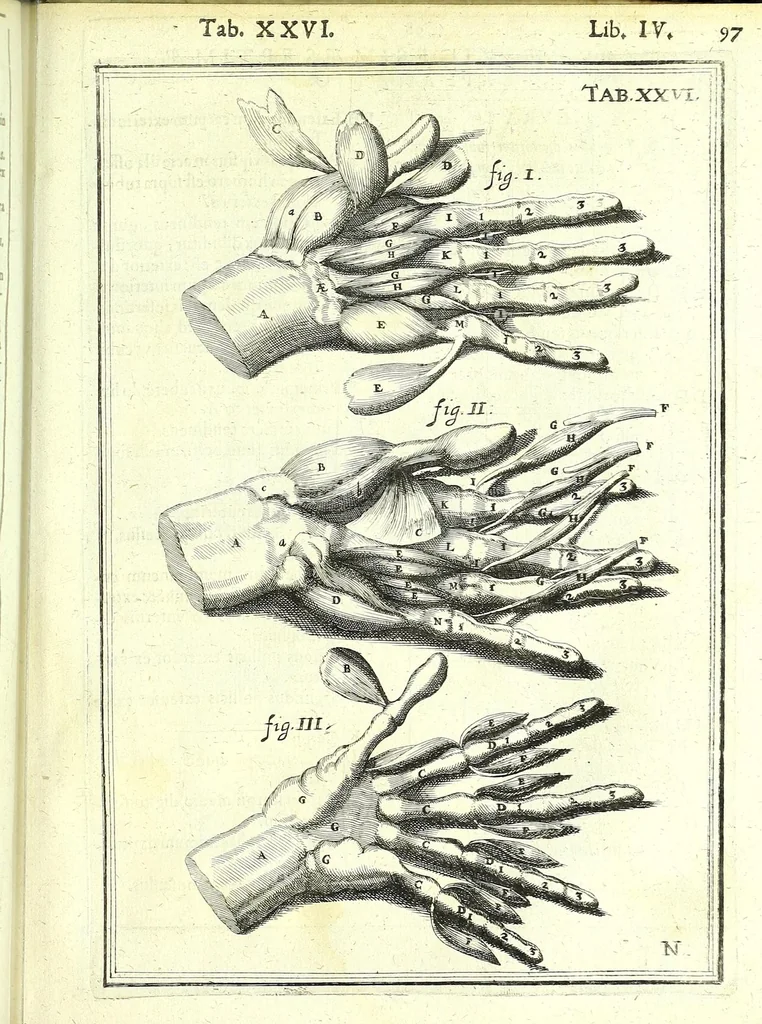 An illustration from De humani corporis fabrica libri decem :, 1632, leaf 531