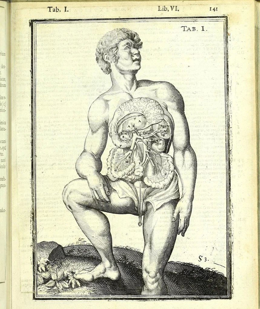 An illustration from De humani corporis fabrica libri decem :, 1632, leaf 575
