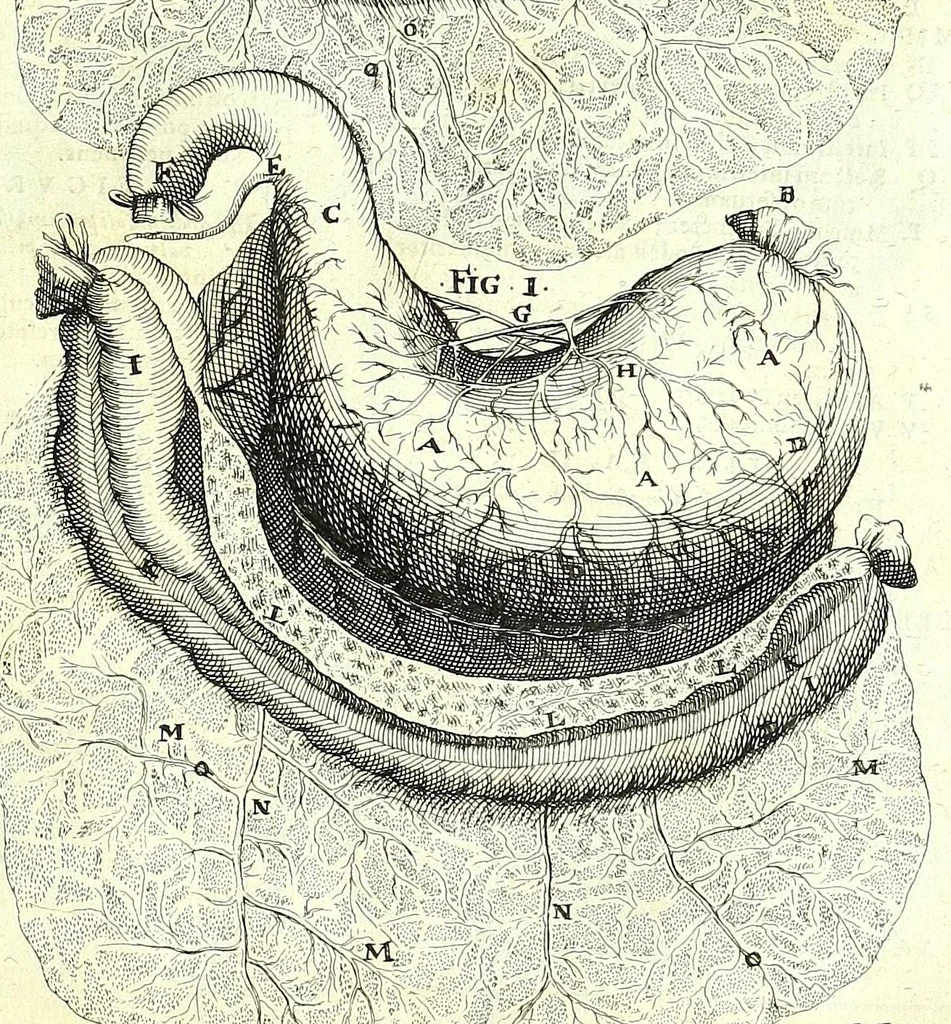 An illustration from De humani corporis fabrica libri decem :, 1632, leaf 591