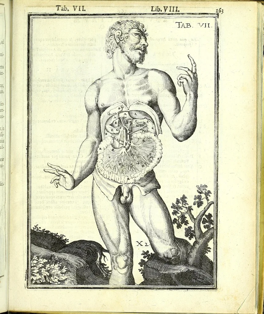 An illustration from De humani corporis fabrica libri decem :, 1632, leaf 597