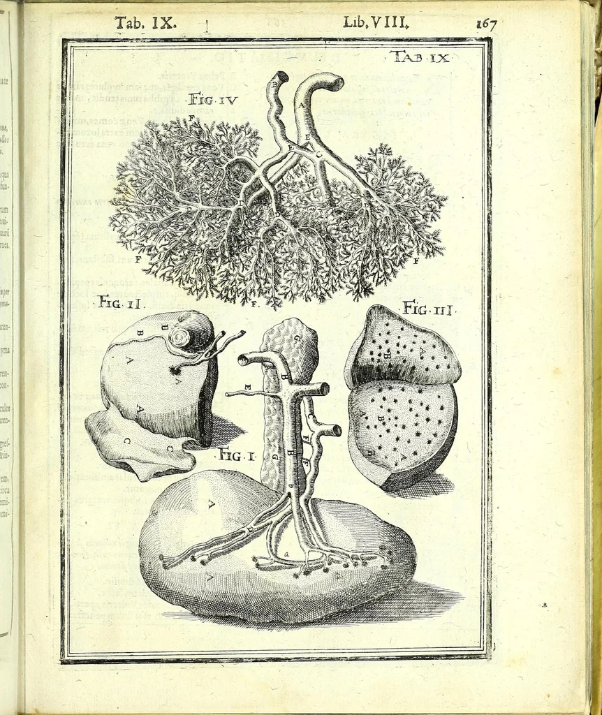 An illustration from De humani corporis fabrica libri decem :, 1632, leaf 601