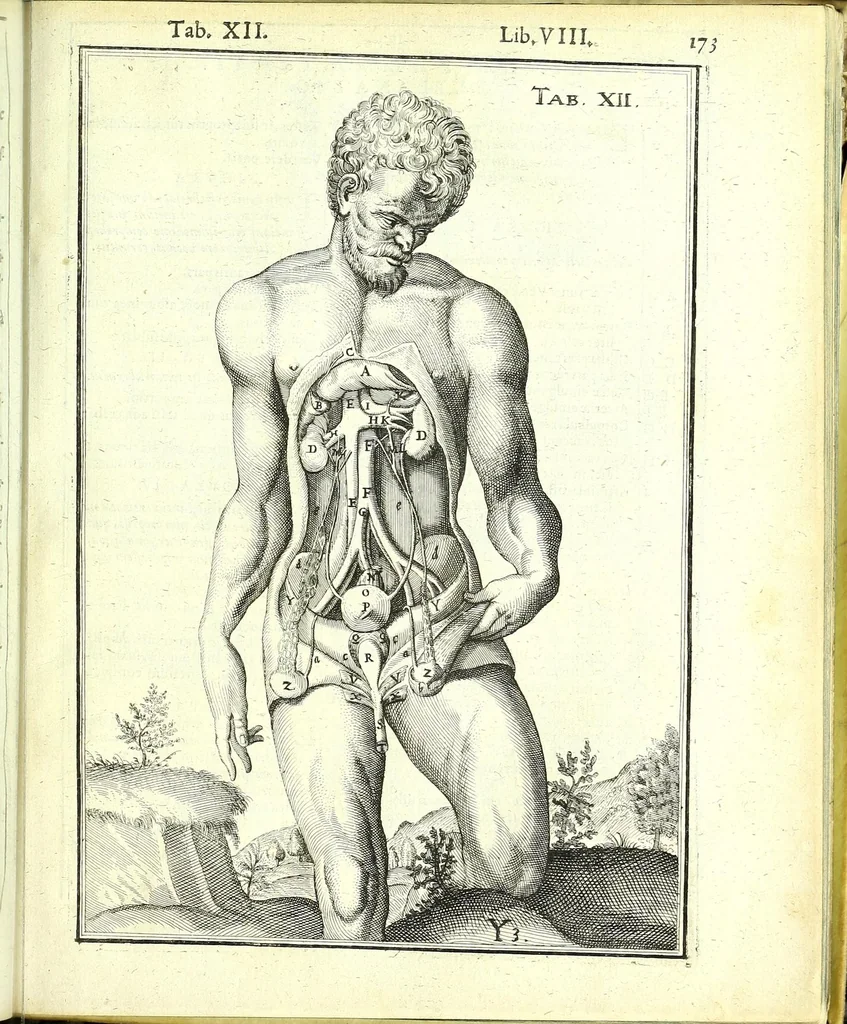 An illustration from De humani corporis fabrica libri decem :, 1632, leaf 607