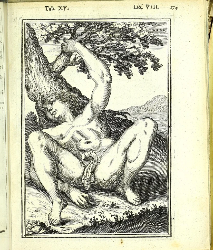An illustration from De humani corporis fabrica libri decem :, 1632, leaf 613