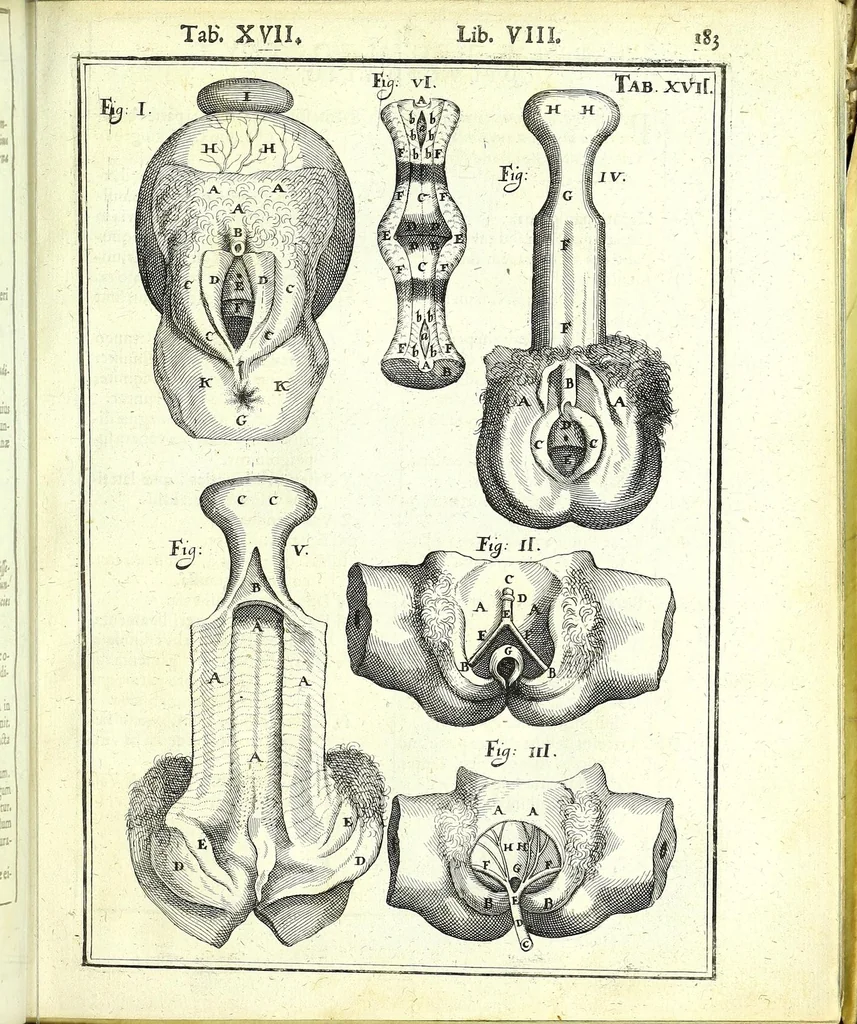An illustration from De humani corporis fabrica libri decem :, 1632, leaf 617