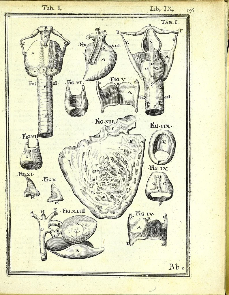 An illustration from De humani corporis fabrica libri decem :, 1632, leaf 629