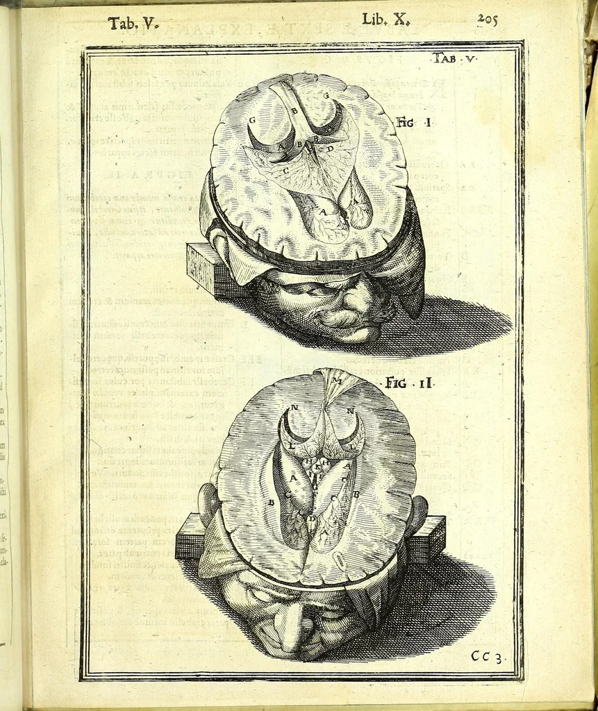 An illustration from De humani corporis fabrica libri decem :, 1632, leaf 639