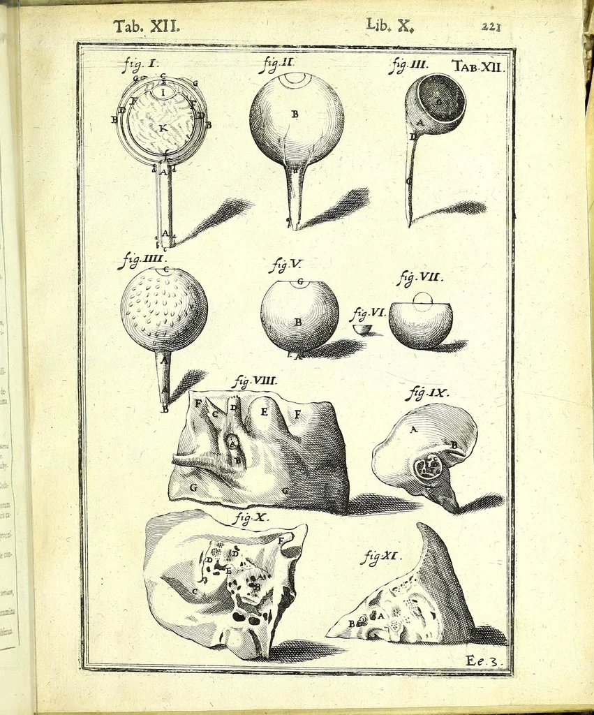 An illustration from De humani corporis fabrica libri decem :, 1632, leaf 655