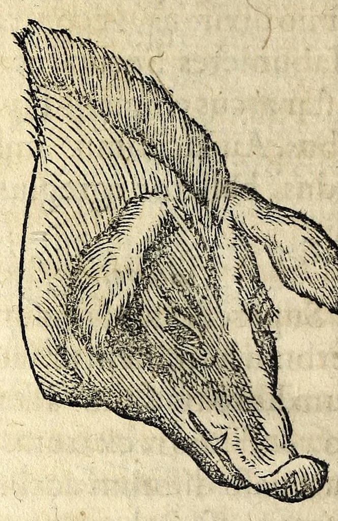An illustration from De hvmana physiognomonia Ioannis Baptistae Portae Neapolitani libri IIII : qvi ab extimis, quae in hominum corporibus conspiciuntur signis, ita eorum naturas, mores & consilia (egregiis ad viuum expressis iconibvs) demonstrant, vt intimos animi recessus penetrare videantur ... : nunc ab innumeris mendis, quibus passim neapolitana scatebat editio, emendati, primumq[ue] in Germania in lucem editi : cum duplici rerum & verborum indice longe locupletissimo, 1593, leaf 148