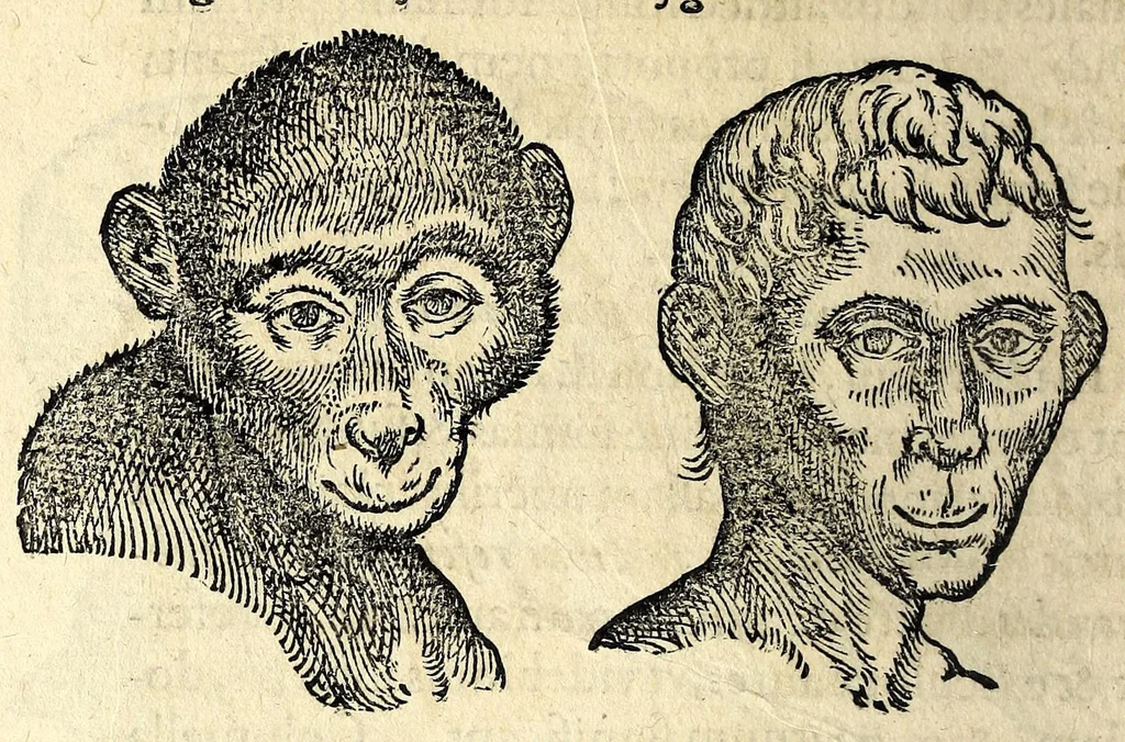 An illustration from De hvmana physiognomonia Ioannis Baptistae Portae Neapolitani libri IIII : qvi ab extimis, quae in hominum corporibus conspiciuntur signis, ita eorum naturas, mores & consilia (egregiis ad viuum expressis iconibvs) demonstrant, vt intimos animi recessus penetrare videantur ... : nunc ab innumeris mendis, quibus passim neapolitana scatebat editio, emendati, primumq[ue] in Germania in lucem editi : cum duplici rerum & verborum indice longe locupletissimo, 1593, leaf 158
