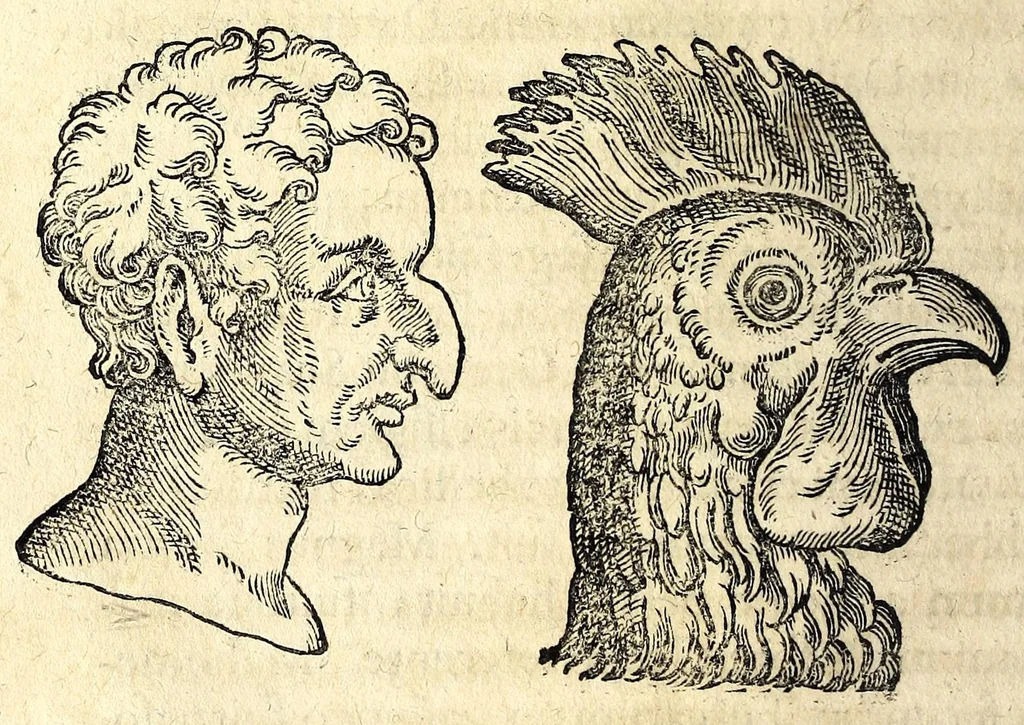 An illustration from De hvmana physiognomonia Ioannis Baptistae Portae Neapolitani libri IIII : qvi ab extimis, quae in hominum corporibus conspiciuntur signis, ita eorum naturas, mores & consilia (egregiis ad viuum expressis iconibvs) demonstrant, vt intimos animi recessus penetrare videantur ... : nunc ab innumeris mendis, quibus passim neapolitana scatebat editio, emendati, primumq[ue] in Germania in lucem editi : cum duplici rerum & verborum indice longe locupletissimo, 1593, leaf 170