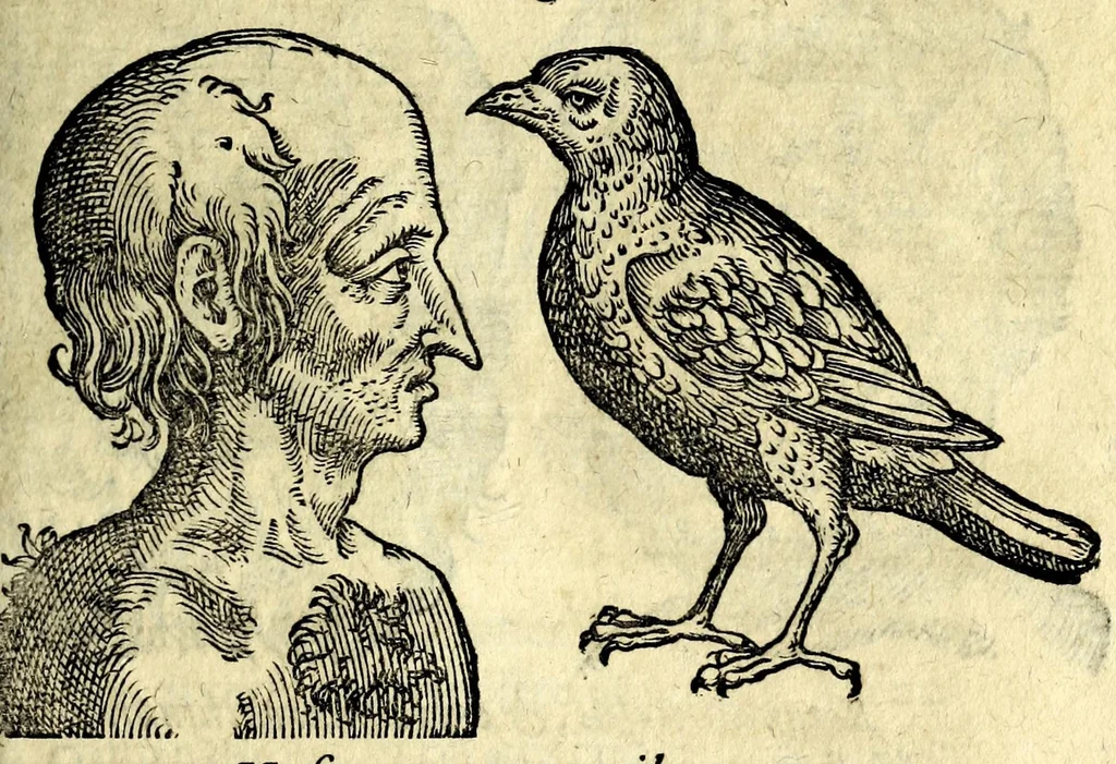 An illustration from De hvmana physiognomonia Ioannis Baptistae Portae Neapolitani libri IIII : qvi ab extimis, quae in hominum corporibus conspiciuntur signis, ita eorum naturas, mores & consilia (egregiis ad viuum expressis iconibvs) demonstrant, vt intimos animi recessus penetrare videantur ... : nunc ab innumeris mendis, quibus passim neapolitana scatebat editio, emendati, primumq[ue] in Germania in lucem editi : cum duplici rerum & verborum indice longe locupletissimo, 1593, leaf 175
