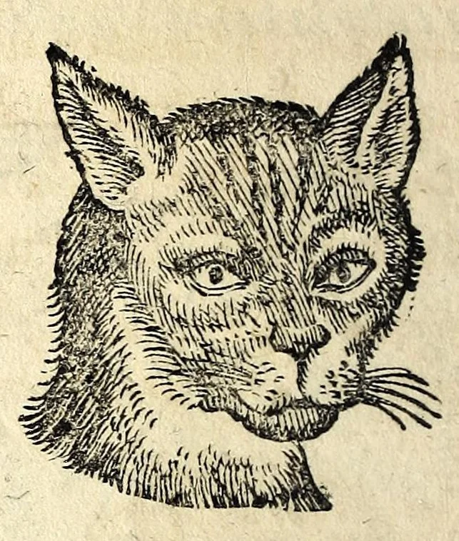 An illustration from De hvmana physiognomonia Ioannis Baptistae Portae Neapolitani libri IIII : qvi ab extimis, quae in hominum corporibus conspiciuntur signis, ita eorum naturas, mores & consilia (egregiis ad viuum expressis iconibvs) demonstrant, vt intimos animi recessus penetrare videantur ... : nunc ab innumeris mendis, quibus passim neapolitana scatebat editio, emendati, primumq[ue] in Germania in lucem editi : cum duplici rerum & verborum indice longe locupletissimo, 1593, leaf 192
