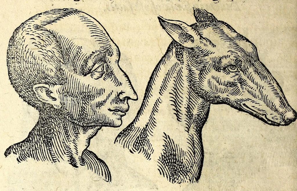 An illustration from De hvmana physiognomonia Ioannis Baptistae Portae Neapolitani libri IIII : qvi ab extimis, quae in hominum corporibus conspiciuntur signis, ita eorum naturas, mores & consilia (egregiis ad viuum expressis iconibvs) demonstrant, vt intimos animi recessus penetrare videantur ... : nunc ab innumeris mendis, quibus passim neapolitana scatebat editio, emendati, primumq[ue] in Germania in lucem editi : cum duplici rerum & verborum indice longe locupletissimo, 1593, leaf 200