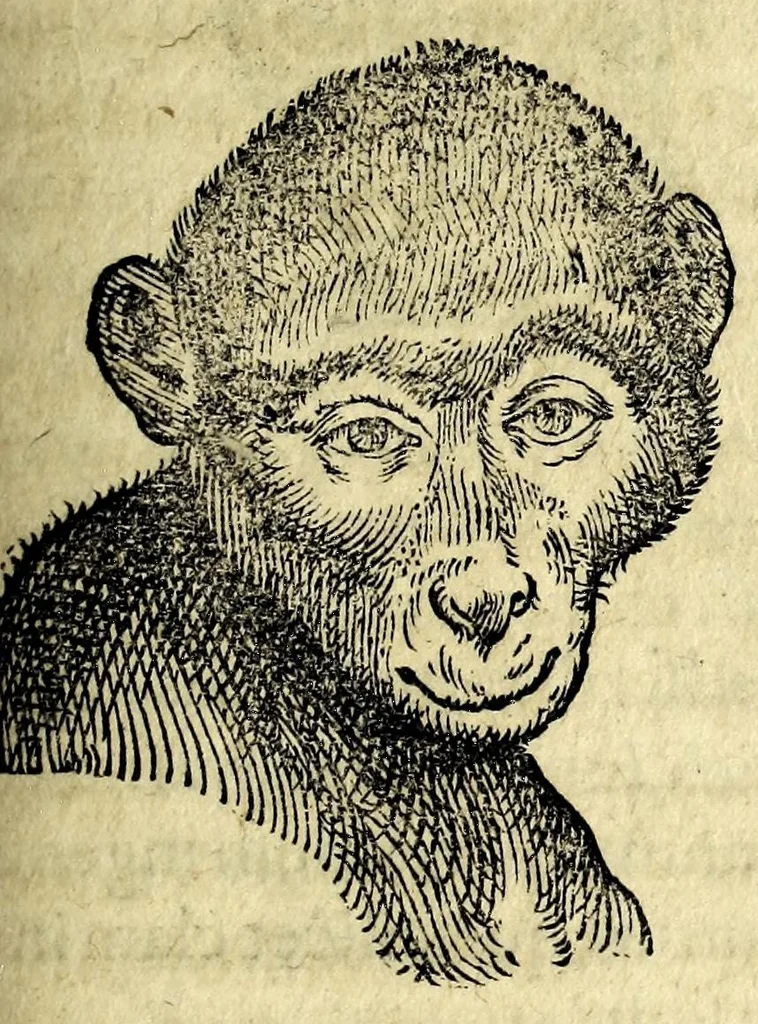 An illustration from De hvmana physiognomonia Ioannis Baptistae Portae Neapolitani libri IIII : qvi ab extimis, quae in hominum corporibus conspiciuntur signis, ita eorum naturas, mores & consilia (egregiis ad viuum expressis iconibvs) demonstrant, vt intimos animi recessus penetrare videantur ... : nunc ab innumeris mendis, quibus passim neapolitana scatebat editio, emendati, primumq[ue] in Germania in lucem editi : cum duplici rerum & verborum indice longe locupletissimo, 1593, leaf 203