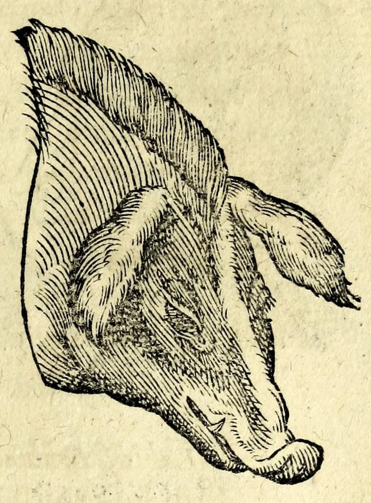 An illustration from De hvmana physiognomonia Ioannis Baptistae Portae Neapolitani libri IIII : qvi ab extimis, quae in hominum corporibus conspiciuntur signis, ita eorum naturas, mores & consilia (egregiis ad viuum expressis iconibvs) demonstrant, vt intimos animi recessus penetrare videantur ... : nunc ab innumeris mendis, quibus passim neapolitana scatebat editio, emendati, primumq[ue] in Germania in lucem editi : cum duplici rerum & verborum indice longe locupletissimo, 1593, leaf 231