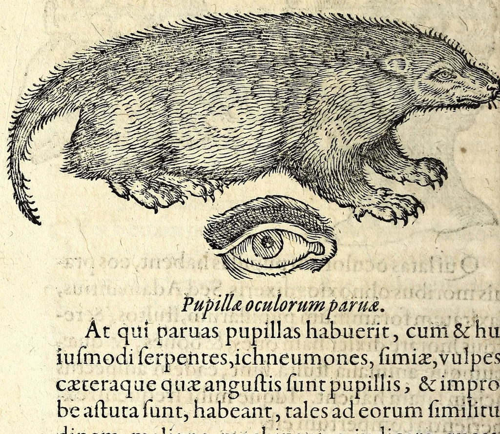 An illustration from De hvmana physiognomonia Ioannis Baptistae Portae Neapolitani libri IIII : qvi ab extimis, quae in hominum corporibus conspiciuntur signis, ita eorum naturas, mores & consilia (egregiis ad viuum expressis iconibvs) demonstrant, vt intimos animi recessus penetrare videantur ... : nunc ab innumeris mendis, quibus passim neapolitana scatebat editio, emendati, primumq[ue] in Germania in lucem editi : cum duplici rerum & verborum indice longe locupletissimo, 1593, leaf 402