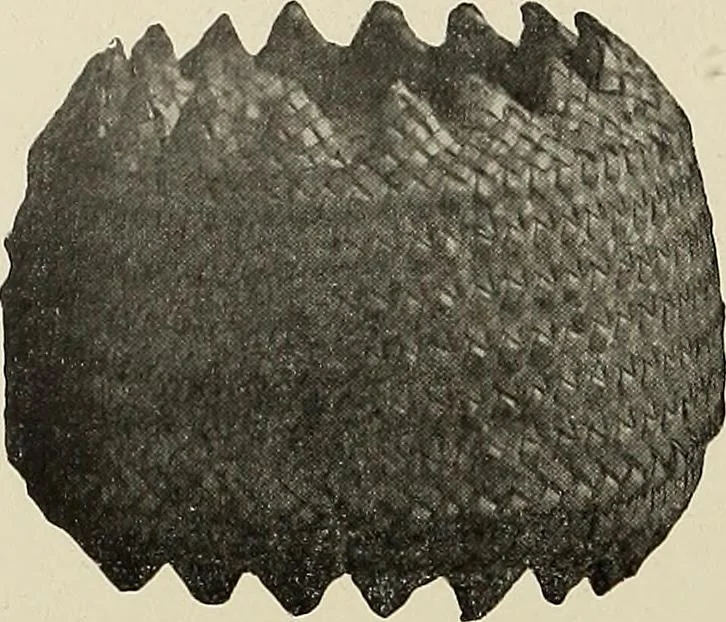 An illustration from De inlandsche kunstnijverheid in Nederlandsch Indië, 1912, leaf 167