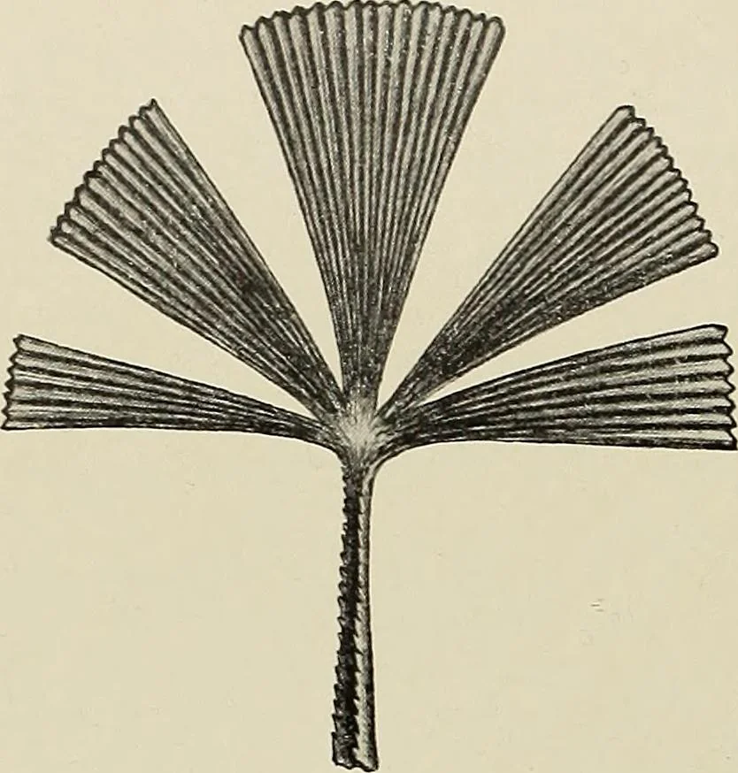 An illustration from De inlandsche kunstnijverheid in Nederlandsch Indië, 1912, leaf 37