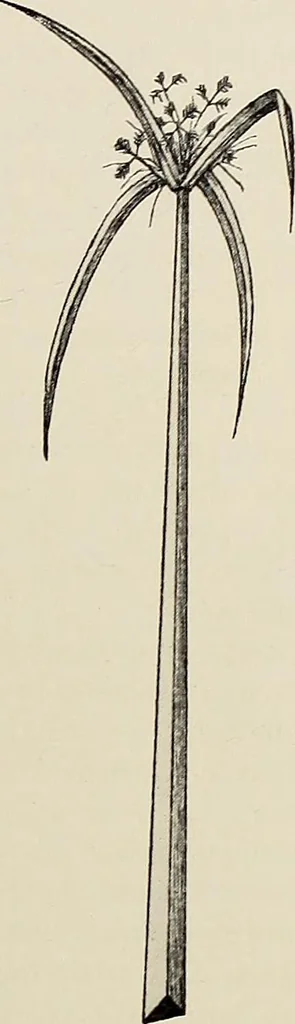 An illustration from De inlandsche kunstnijverheid in Nederlandsch Indië, 1912, leaf 40