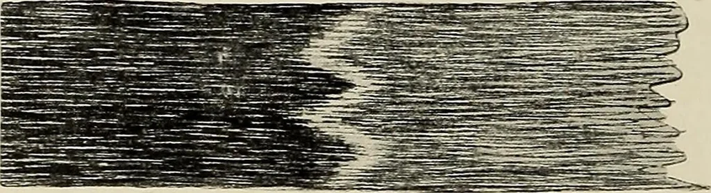 An illustration from De inlandsche kunstnijverheid in Nederlandsch Indië, 1912, leaf 198