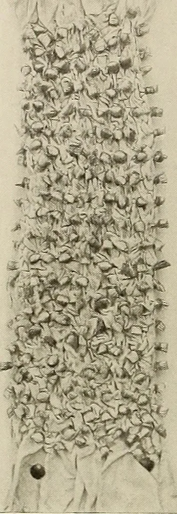 An illustration from De inlandsche kunstnijverheid in Nederlandsch Indië, 1912, leaf 109