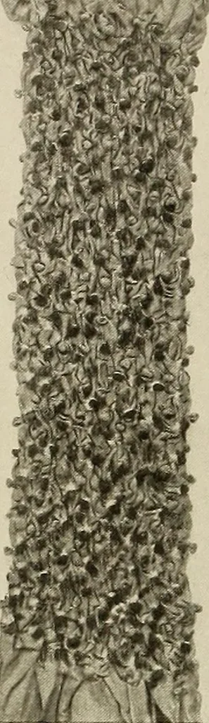 An illustration from De inlandsche kunstnijverheid in Nederlandsch Indië, 1912, leaf 109