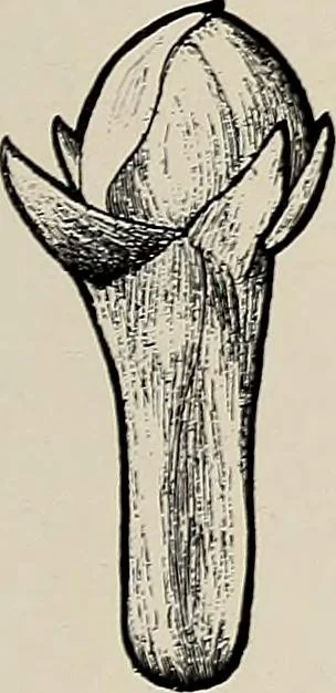 An illustration from De inlandsche kunstnijverheid in Nederlandsch Indië, 1912, leaf 150