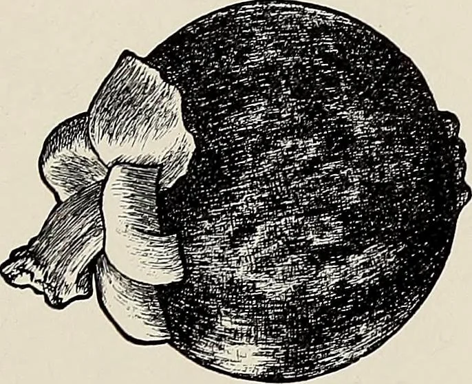 An illustration from De inlandsche kunstnijverheid in Nederlandsch Indië, 1912, leaf 154