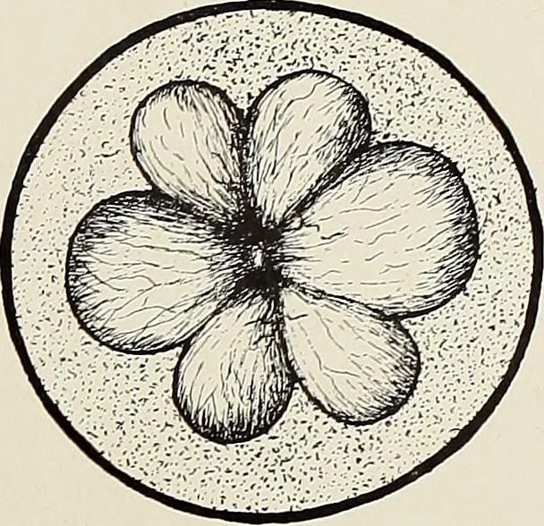 An illustration from De inlandsche kunstnijverheid in Nederlandsch Indië, 1912, leaf 154