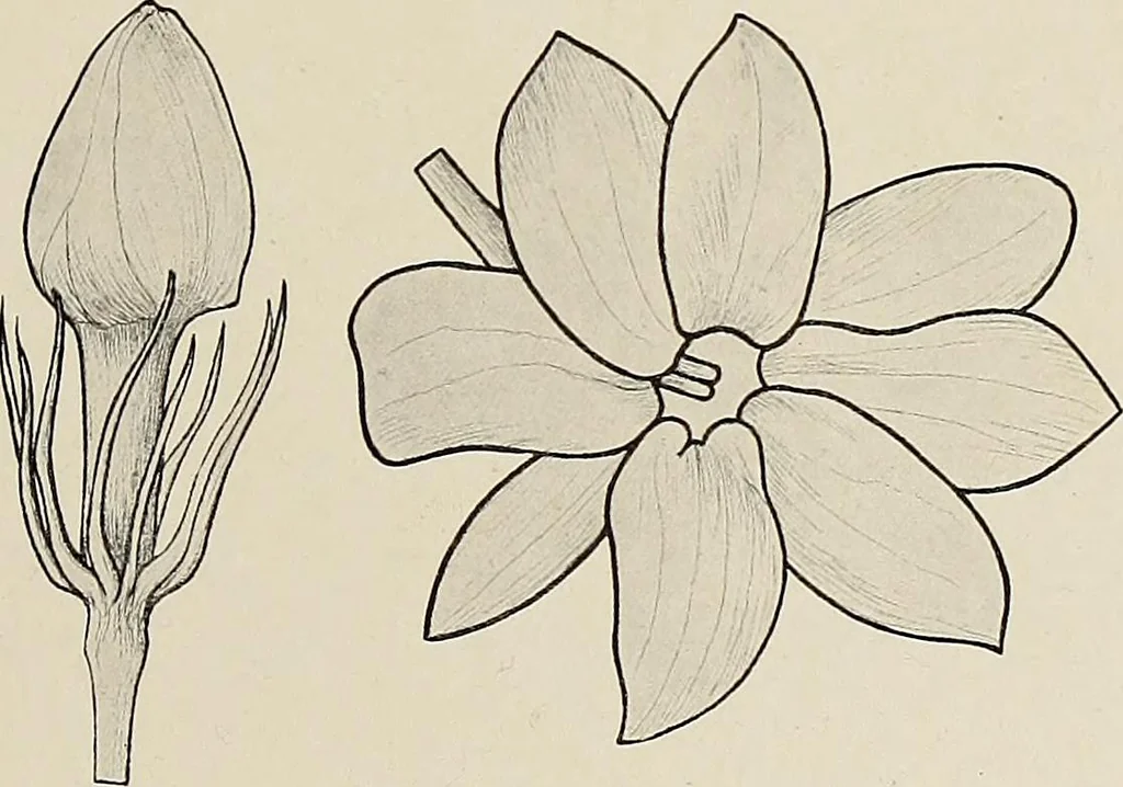 An illustration from De inlandsche kunstnijverheid in Nederlandsch Indië, 1912, leaf 156