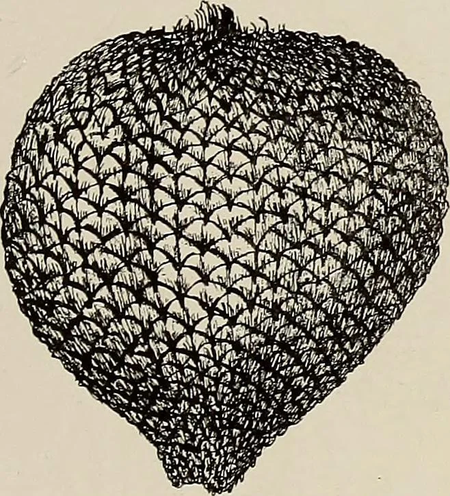 An illustration from De inlandsche kunstnijverheid in Nederlandsch Indië, 1912, leaf 160