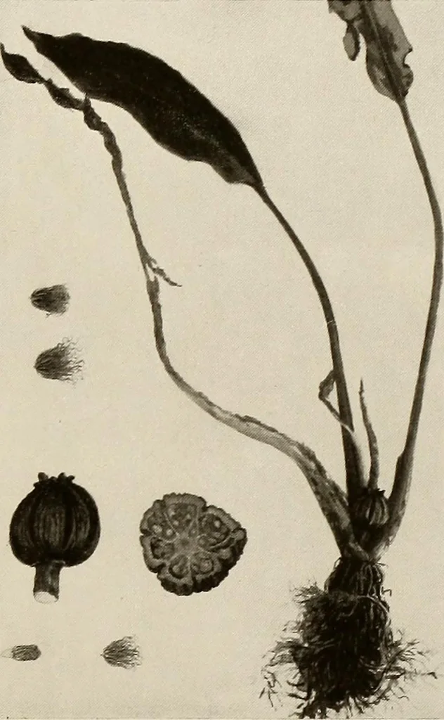 An illustration from De inlandsche kunstnijverheid in Nederlandsch Indië, 1912, leaf 176