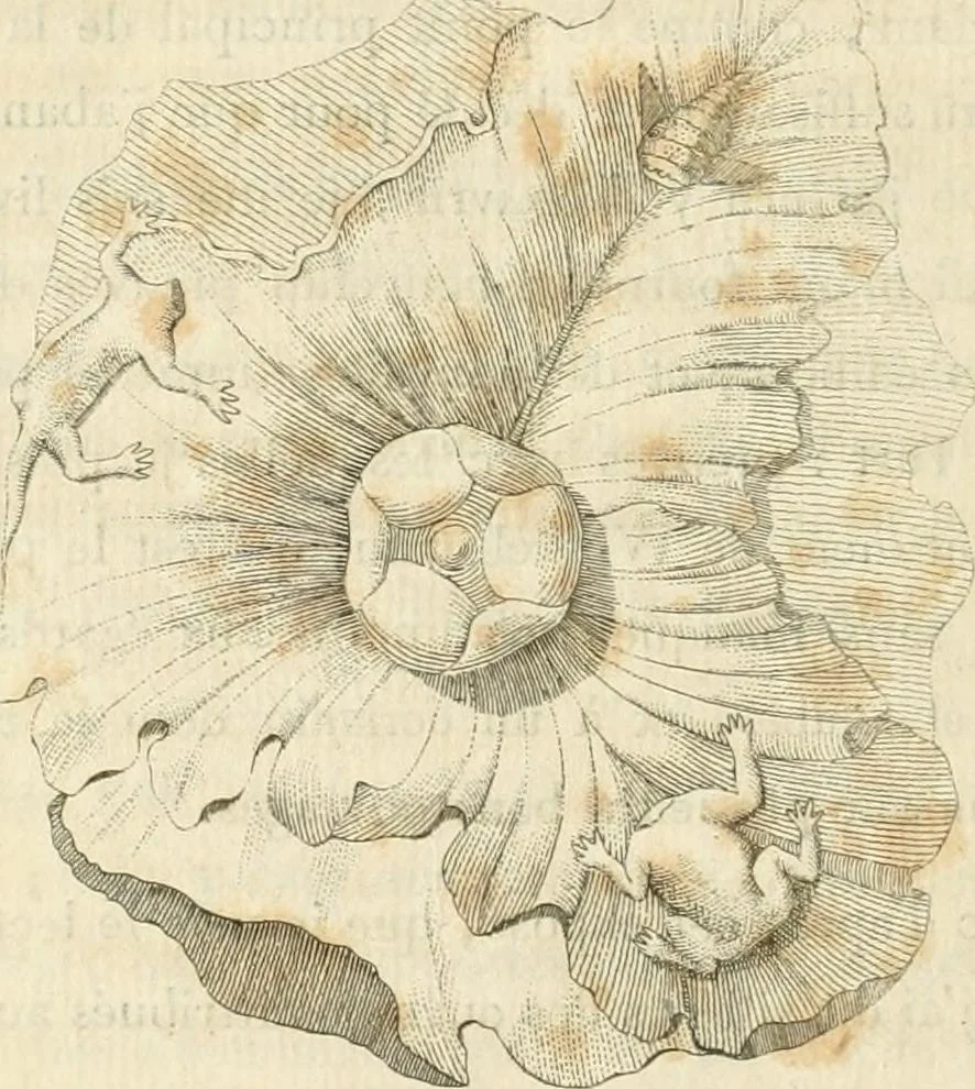 An illustration from Histoire de l'art chez les anciens, 1801, leaf 531