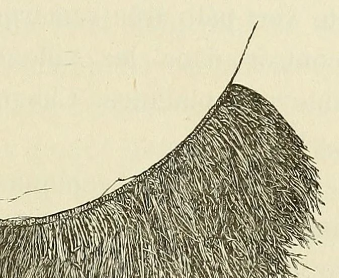 An illustration from De l'Atlantique au Niger par le Foutah-Djallon : carnet de voyage, 1882, leaf 35