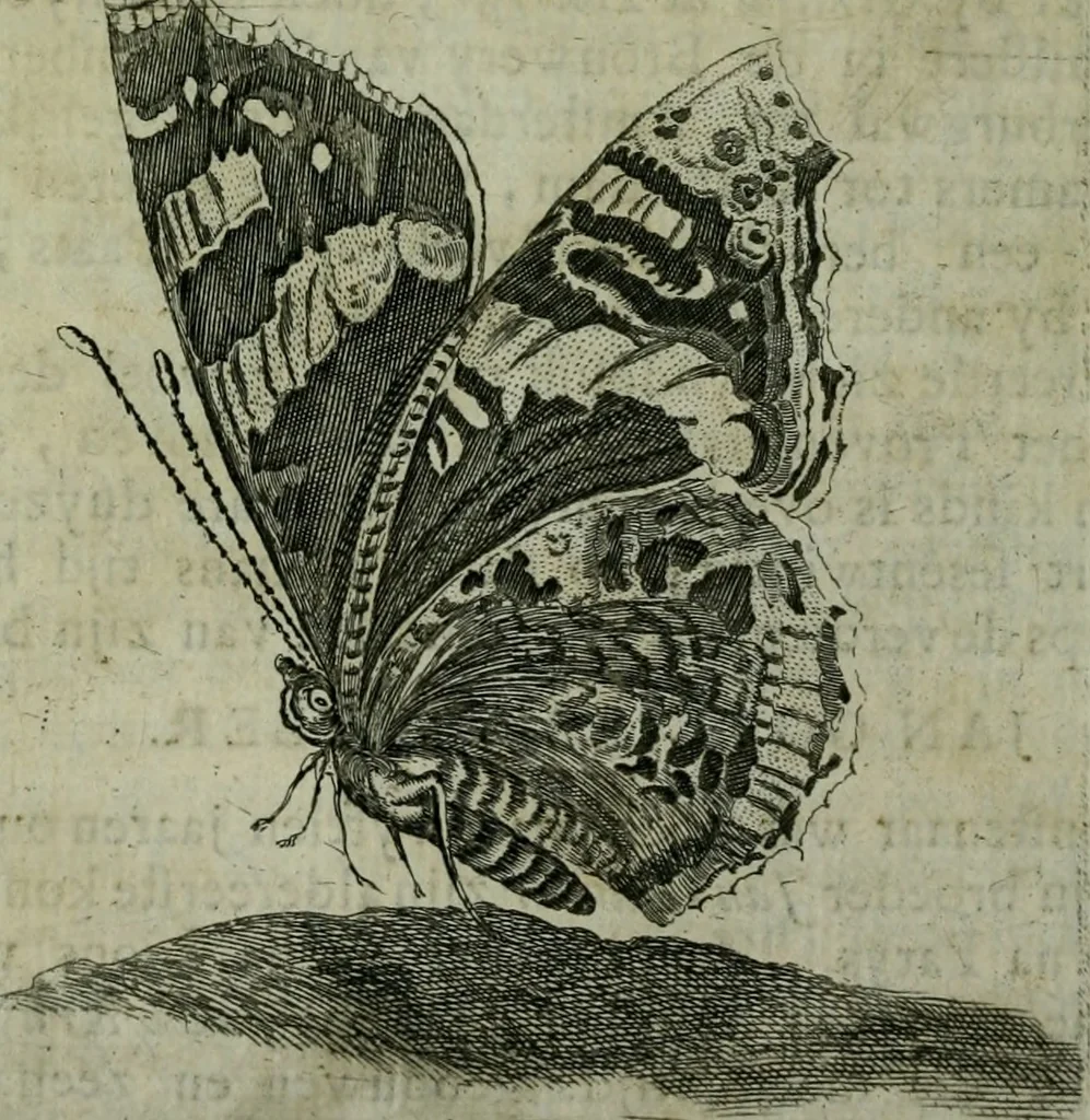 An illustration from De levens-beschryvingen der Nederlandsche konst-schilders en konst-schilderessen, met een uytbreyding over de schilder-konst der ouden, 1729, leaf 73