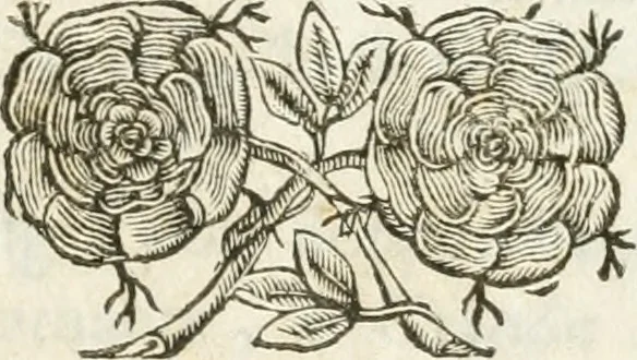 An illustration from Del funerale celebrato nel duomo di Torino all' Altezza Reale di Carlo Emanuele II, duca di Sauoia ... : da madama reale Maria Giovanna Battista di Sauoia, madre e tutrice dell' Altezza Reale di Vittorio Amadeo II, e reggente de' suoi stati, 1676, leaf 6