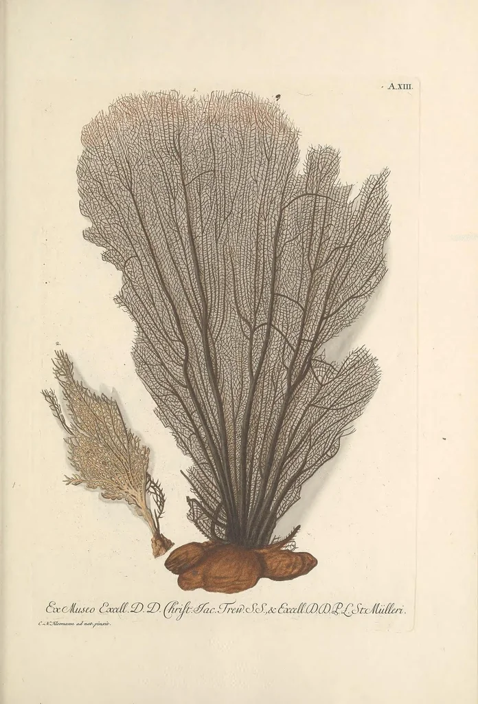 An illustration from Deliciae naturae selectae, oder, Auserlesenes Natüralien-Cabinet welches aus den drey Reichen der Natur zeiget : was von curiösen Liebhabern aufbehalten und gesammlet [i.e. gesammelt] zu werden verdienet, 1766, leaf 105