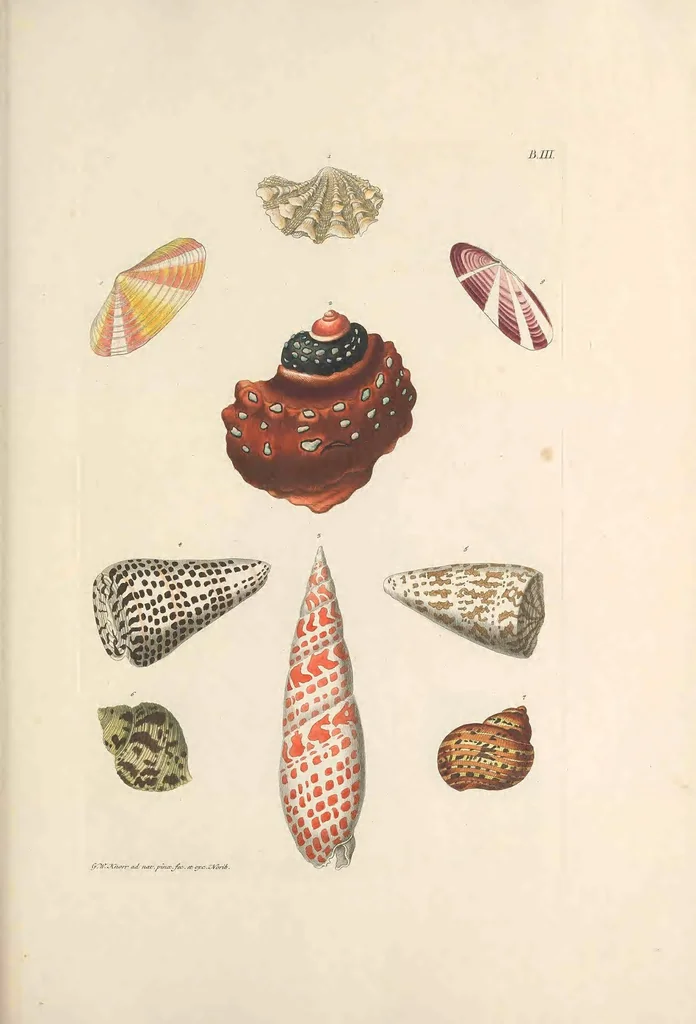 An illustration from Deliciae naturae selectae, oder, Auserlesenes Natüralien-Cabinet welches aus den drey Reichen der Natur zeiget : was von curiösen Liebhabern aufbehalten und gesammlet [i.e. gesammelt] zu werden verdienet, 1766, leaf 115