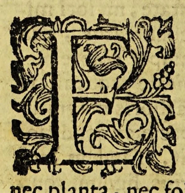 An illustration from De ligno sancto commentarium : in quo praecipuae qualitates eius & facultates omnes exacta diligentia exprimuntur, ex illisq[ue] lignum quoddam, quod nuper in Italiam delatum est, pseudolignum sanctum esse, & nullo modo verum, eius fautoribus accurato examine demonstratur. /Demetrio Canevario philosopho, et medico patricio genuensi auctore, 1602, leaf 40