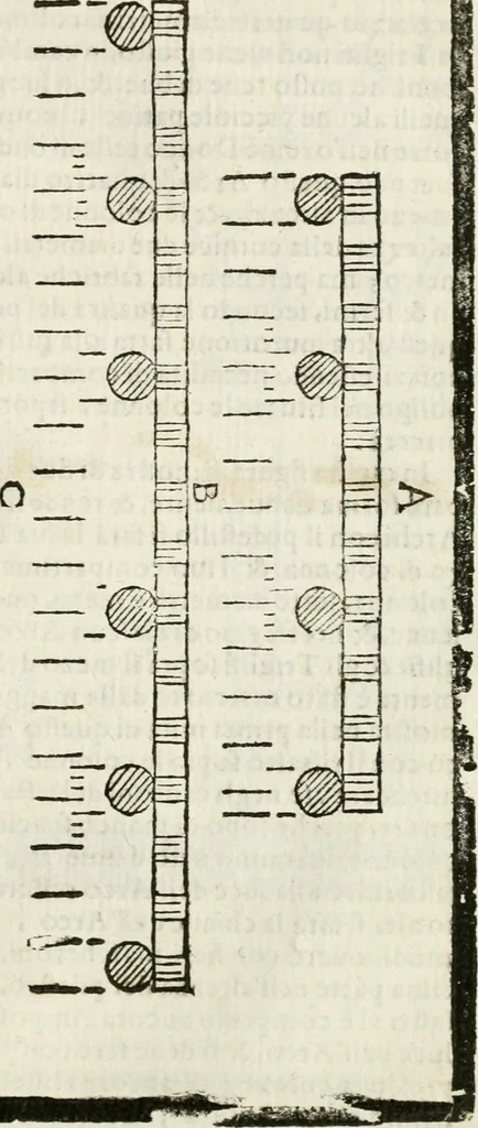 An illustration from Della architettura di Gioseffe Viola Zanini padouano pittore & architetto libri due, ne'quali con nuoua simmetria & facoltà si mostrano le giuste regole de i cinque ordini di detta architettura, & osseruationi de'più eccellenti architetti, che in quella habbiano dato ammaestramenti... Aggiuntoui di nuouo il modo di leuar il fumo alli camini, si fatti, come da farsi da Andrea Minorelli.., 1677, leaf 240